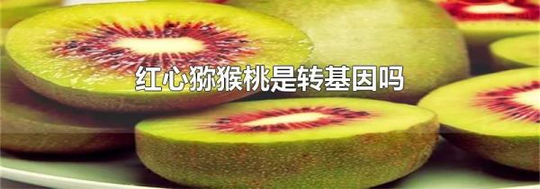 红心猕猴桃是转基因吗