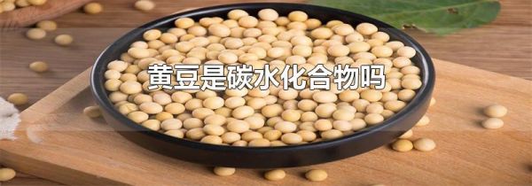黄豆是碳水化合物吗