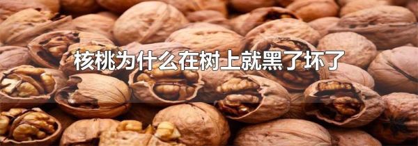 核桃为什么在树上就黑了坏了