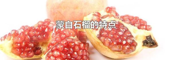 蒙自石榴的特点