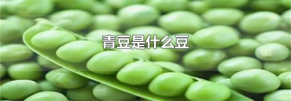 青豆是什么豆