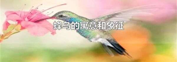 蜂鸟的寓意和象征