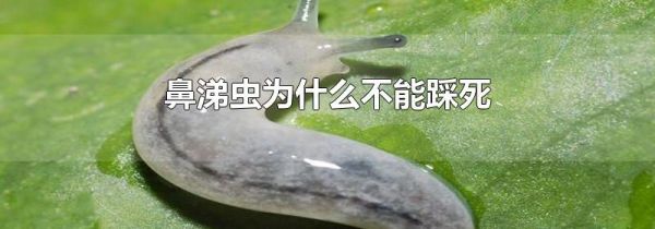 鼻涕虫为什么不能踩死