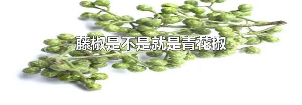 藤椒是不是就是青花椒