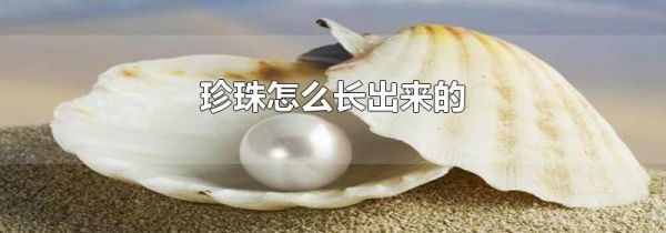 珍珠怎么长出来的