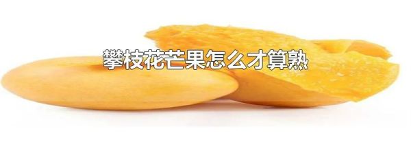 攀枝花芒果怎么才算熟