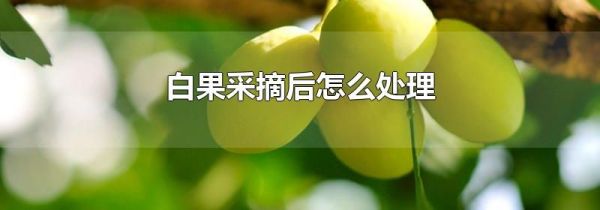 白果采摘后怎么处理