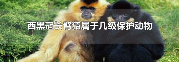 西黑冠长臂猿属于几级保护动物