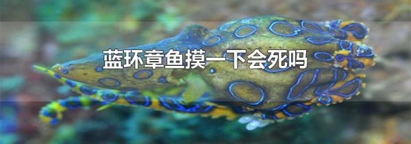 蓝环章鱼摸一下会死吗