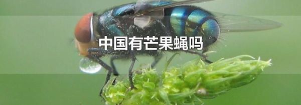 中国有芒果蝇吗