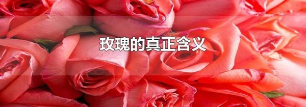 玫瑰的真正含义