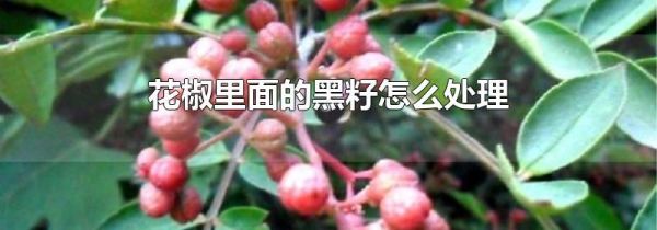 花椒里面的黑籽怎么处理