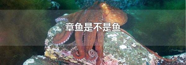 章鱼是不是鱼