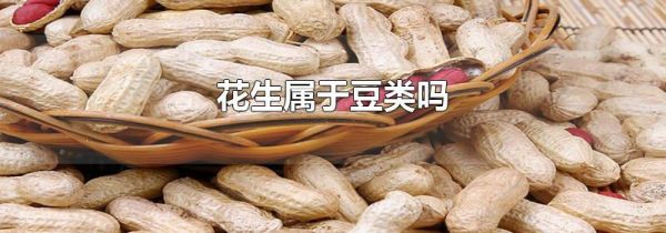 花生属于豆类吗