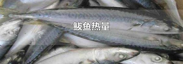 鲅鱼热量