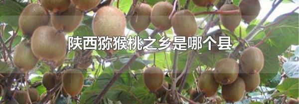 陕西猕猴桃之乡是哪个县