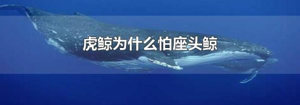 虎鲸为什么怕座头鲸