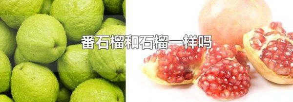 番石榴和石榴一样吗