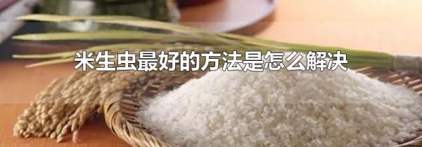 米生虫最好的方法是怎么解决