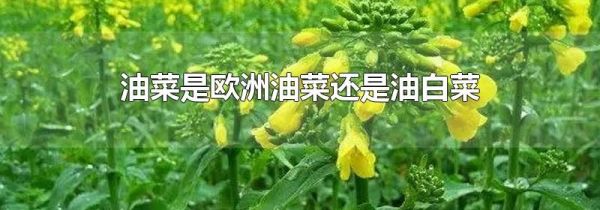 油菜是欧洲油菜还是油白菜