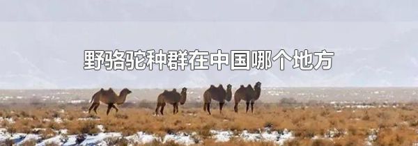 野骆驼种群在中国哪个地方