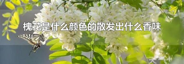 槐花是什么颜色的散发出什么香味