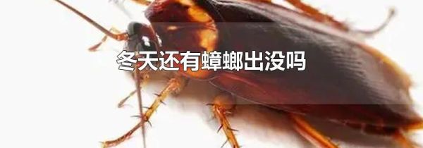 冬天还有蟑螂出没吗