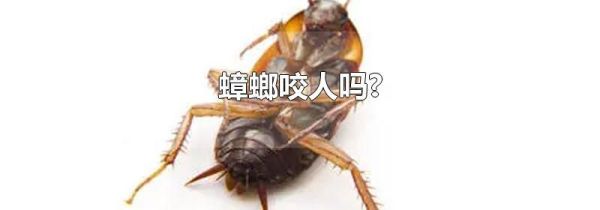 蟑螂咬人吗?