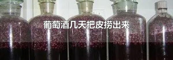 葡萄酒几天把皮捞出来