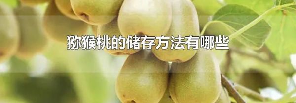 猕猴桃的储存方法有哪些