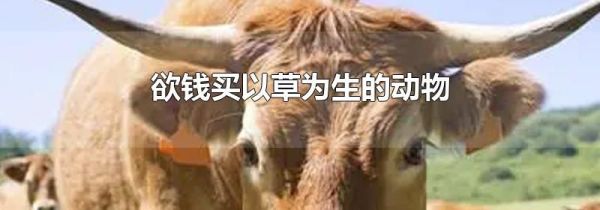 欲钱买以草为生的动物