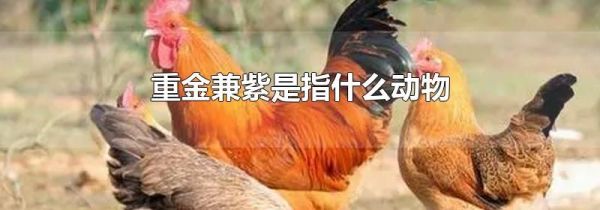 重金兼紫是指什么动物