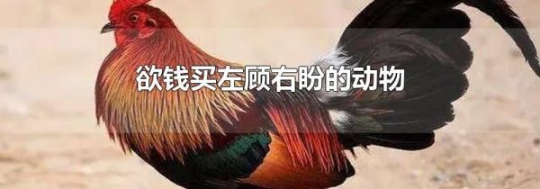 欲钱买左顾右盼的动物