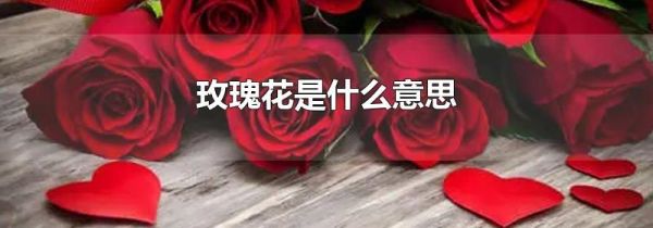 玫瑰花是什么意思