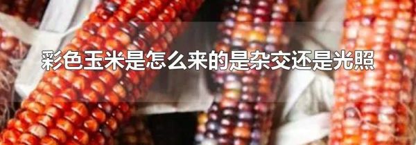 彩色玉米是怎么来的是杂交还是光照