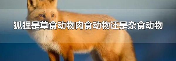 狐狸是草食动物肉食动物还是杂食动物