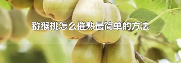 猕猴桃怎么催熟最简单的方法