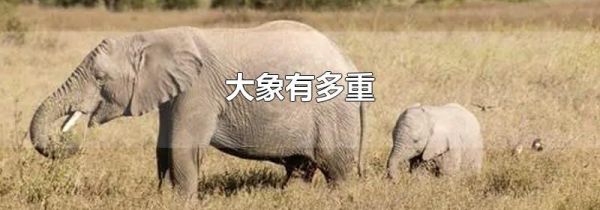 大象有多重