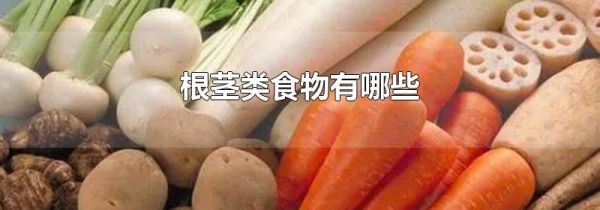 根茎类食物有哪些