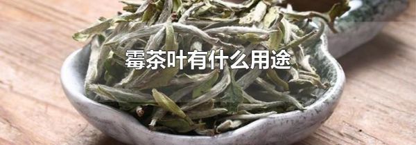 霉茶叶有什么用途