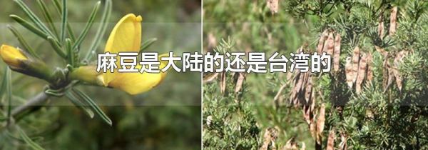 麻豆是大陆的还是台湾的