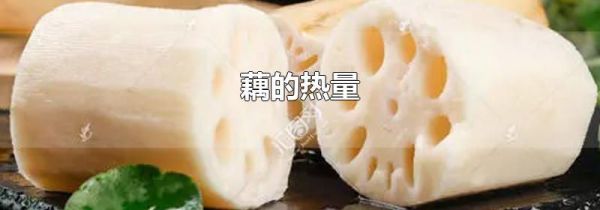 藕的热量