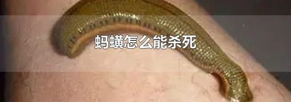 蚂蟥怎么能杀死