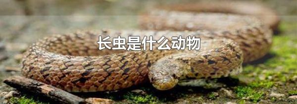 长虫是什么动物