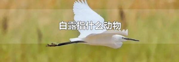 白露指什么动物