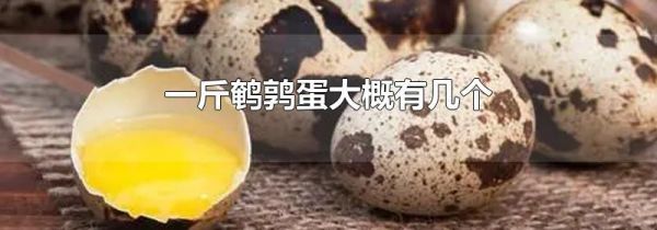 一斤鹌鹑蛋大概有几个