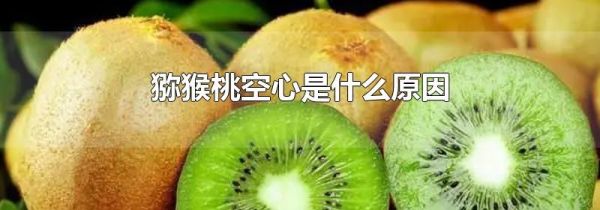 猕猴桃空心是什么原因
