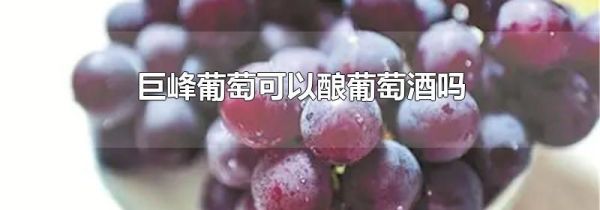巨峰葡萄可以酿葡萄酒吗