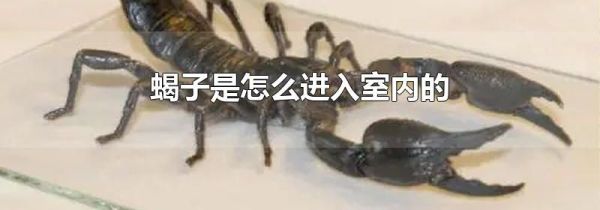 蝎子是怎么进入室内的