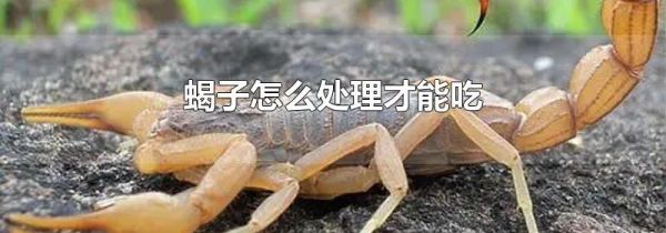 蝎子怎么处理才能吃